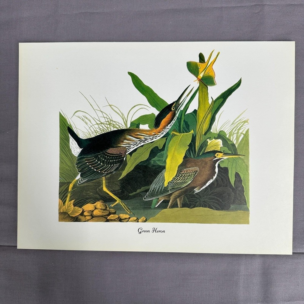 1950 Vintage Print Green Heron American Bird Art Illustration Audubon 8x11